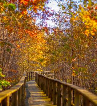 Beanblossom Bottoms Fall