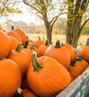 Fowler Pumpkin Patch