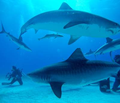 Swim with sharks in Cabo Pulmo