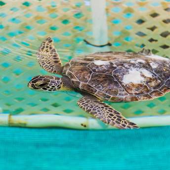 Turtle swimming at the Georgia Sea Turtle Center