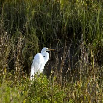 Egret bird in the Golden Isles