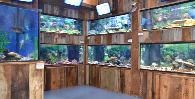 Appalachian Rivers Aquarium A Freshwater Fish Experience