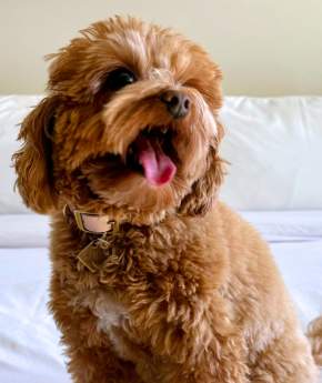 Dog-Friendly Norman: Bring the Pup, Keep the Plans