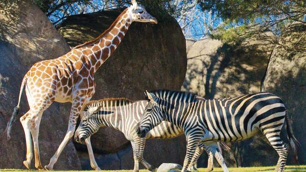 NC Zoo Zebra & Giraffe