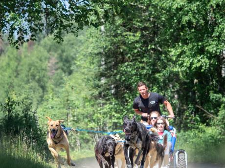 Alaskan Husky Adventures Summer Sled Ride