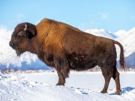 AWCC Wood Bison