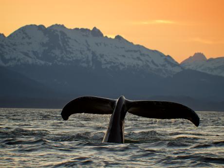 Whale Watching at Sunset