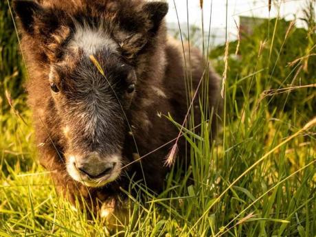 Artemis the Muskox