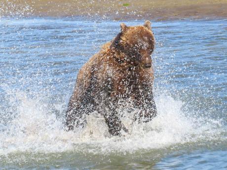 Bear Viewing Experience From Talkeetna