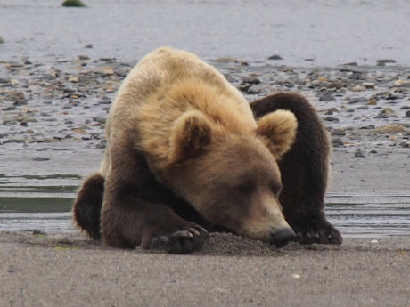 Bear Viewing at Hallo Bay