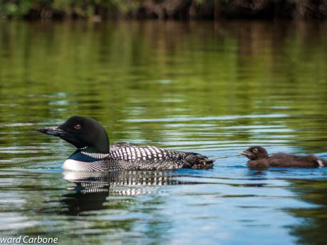 Common loon with chick