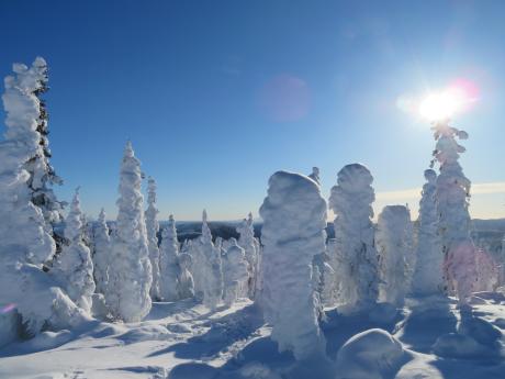 Winter trees