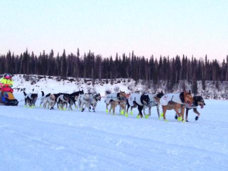 Dog Mushing
