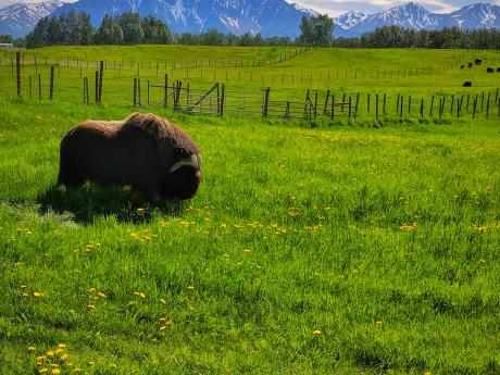 Summer at the Musk Ox Farm