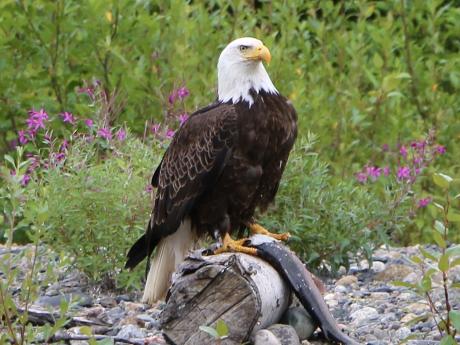 eagle
