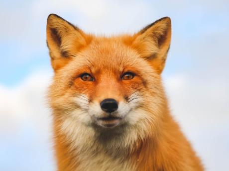 Jade the Fox