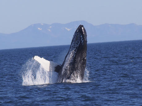Whale watching in Prince William Sound