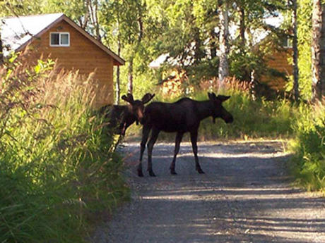 Alaska Creekside 1