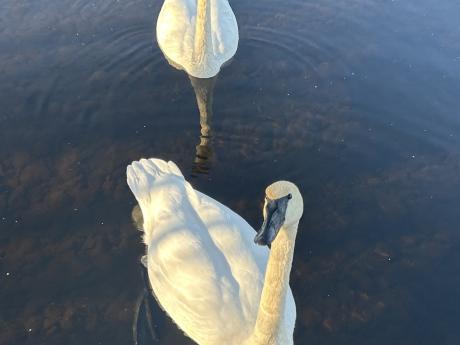 Swans at Long Lake Chalet