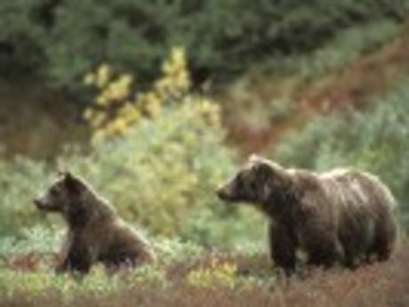 Alaska Adventure Bears