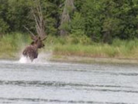Moose crossing the Kenai River