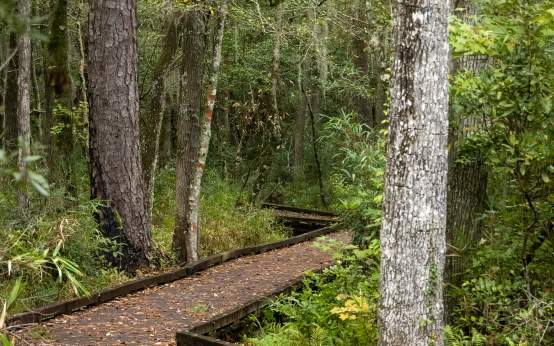 Goose Creek State Park - Palmetto Boardwalk