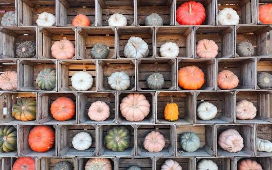Wall of Pumpkins