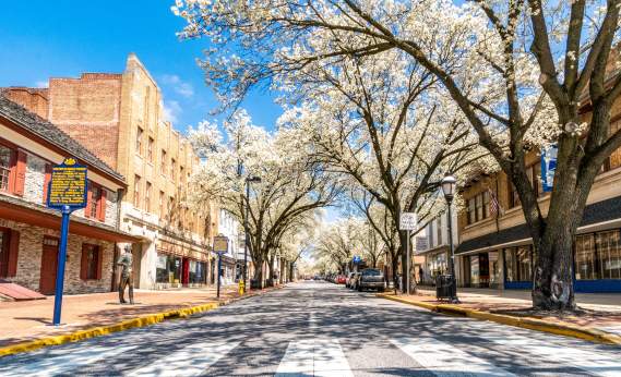 Trees in Bloom on a Downtown Street
