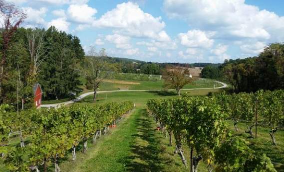 Balla Cloiche Vineyards