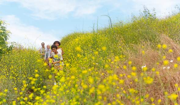 field of yellow flowers