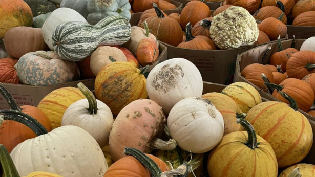 Gallrein Farms Fall Pumpkins