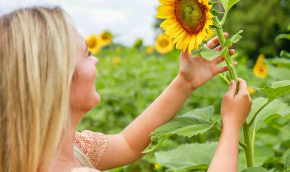 A woman with long hair looking at a large sunflower in a sunflower field
