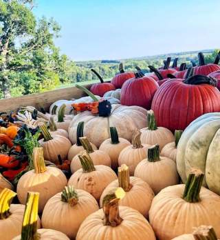 Rhymers Ridge Harvest Festival