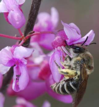 Jefferson City Native Plant Sale