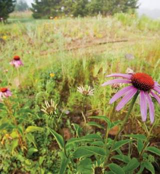 Spring in the Woodland