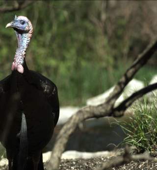 Spring Birding at Runge