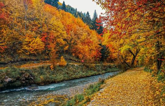 Autumn trees falling around Arrow River