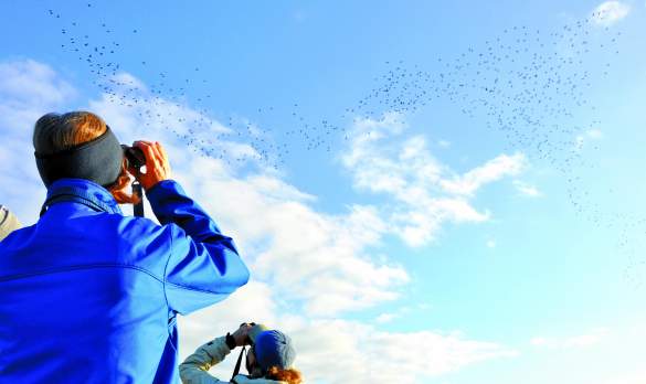 Birders watch a flock in the skies over the Outer Banks