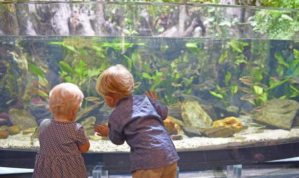 aquarium kids