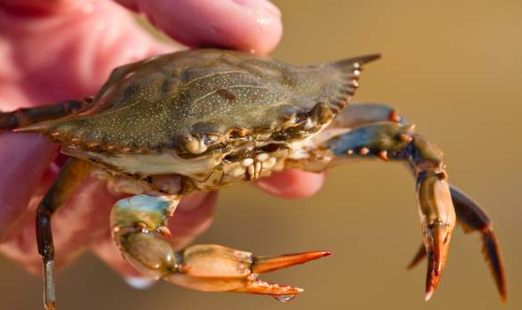 soft shell crab food wanchese