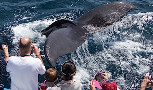 Davey's Sportfishing & Whale Watching Cruises Balboa/Newport Beach