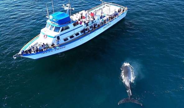 Dana Wharf Sportfishing & Whale Watching
