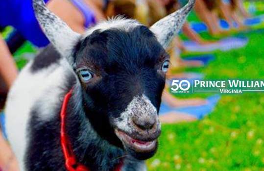 Goat Yoga - 50 Years of Love Campaign