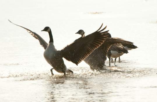 Occoquan Bay National Wildlife Refuge