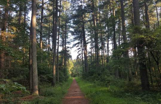 Conway Robinson State Forest