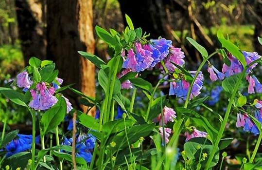 Merrimac Farm Wildlife Management Area