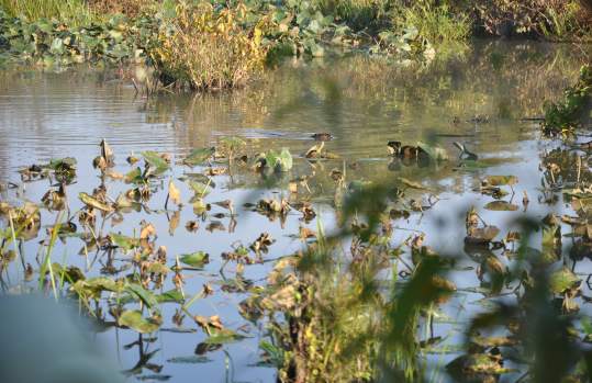 Julie J. Metz Wetland Bank