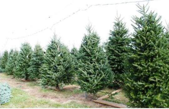 Burnside Farms