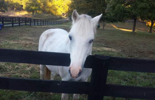 Brentsville Stables