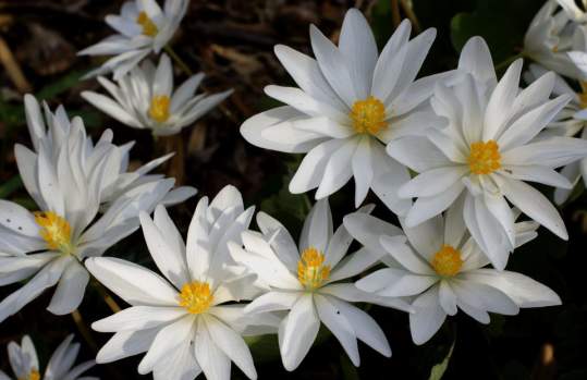 Hybrid Native Plants of Spring